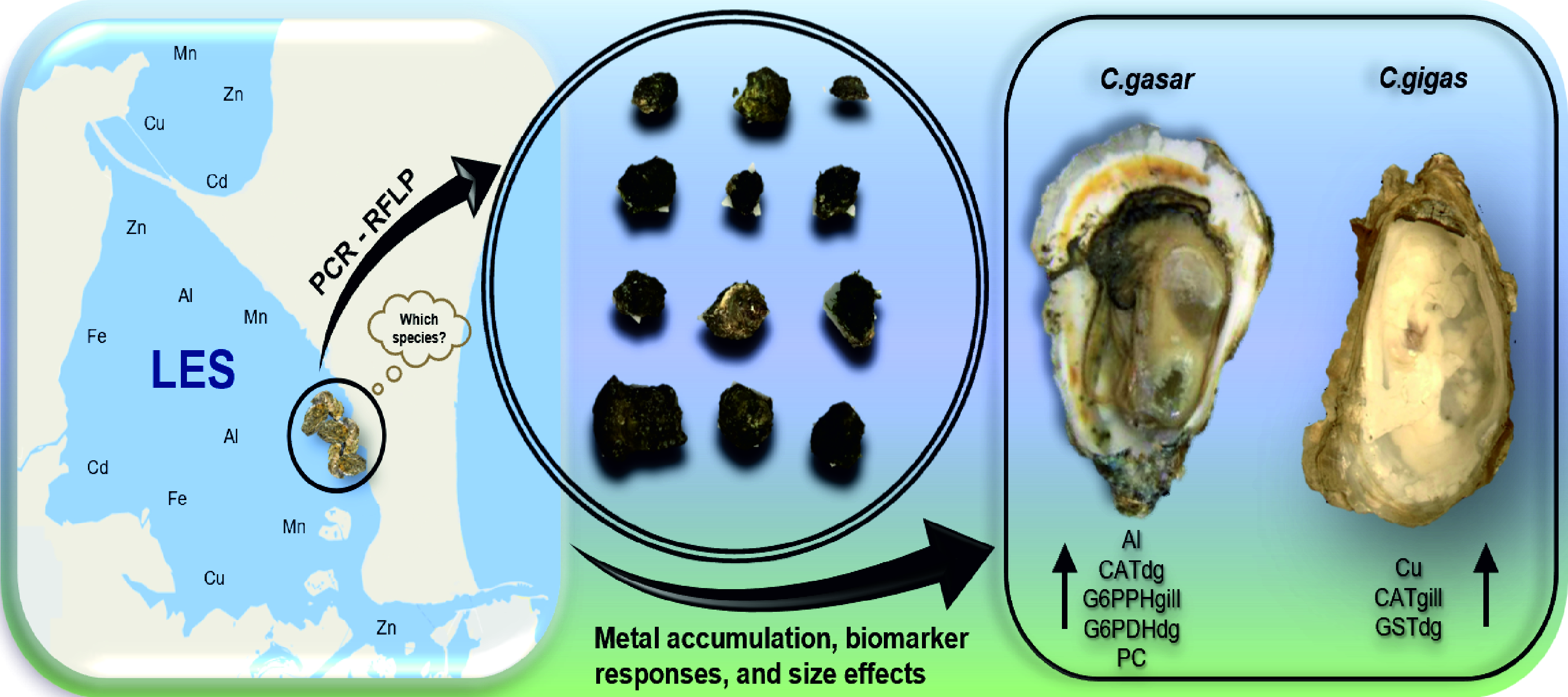 Investigadores do CIMA publicaram um artigo sobre os efeitos biológicos da contaminação crônica por metais em ostras residentes de um estuário no sul do Brasil